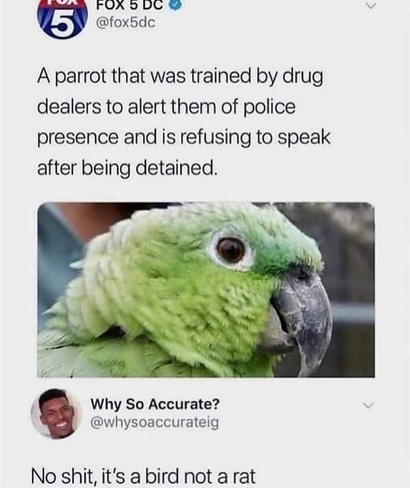 A parrot that was trained by drug dealers to alert them of police presence and is refusing to speak after being detained.