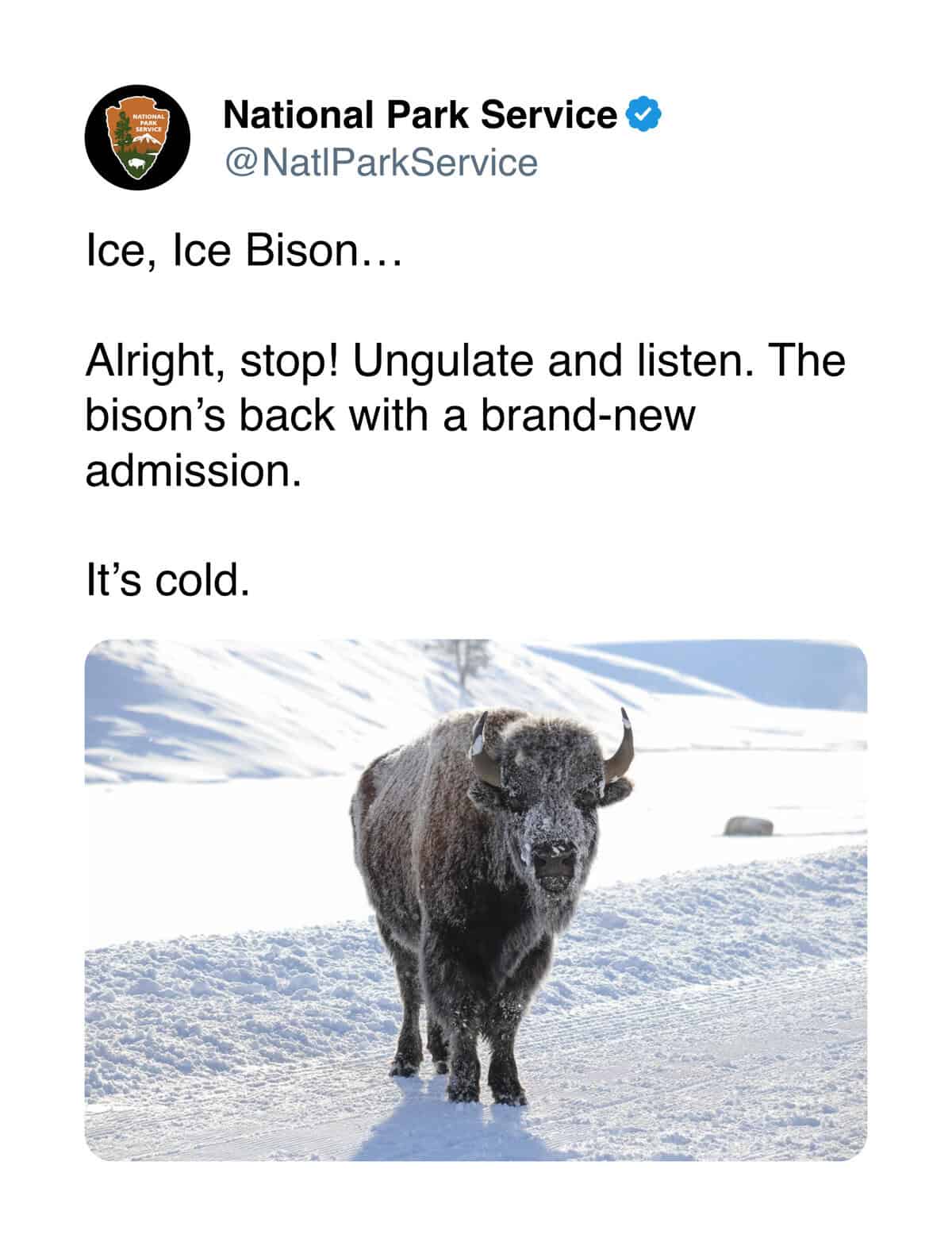 Ice, Ice Bison... Alright, stop! Ungulate and listen. The bison's back with a brand-new admission. It's cold.