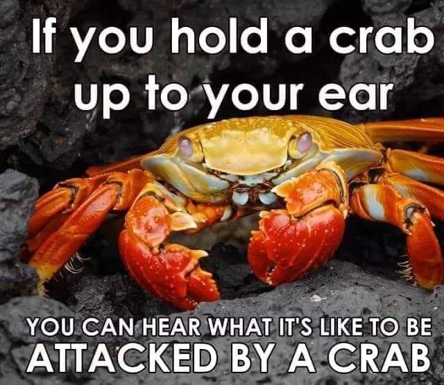 Angry crab on rocks with bold meme text about holding it to your ear