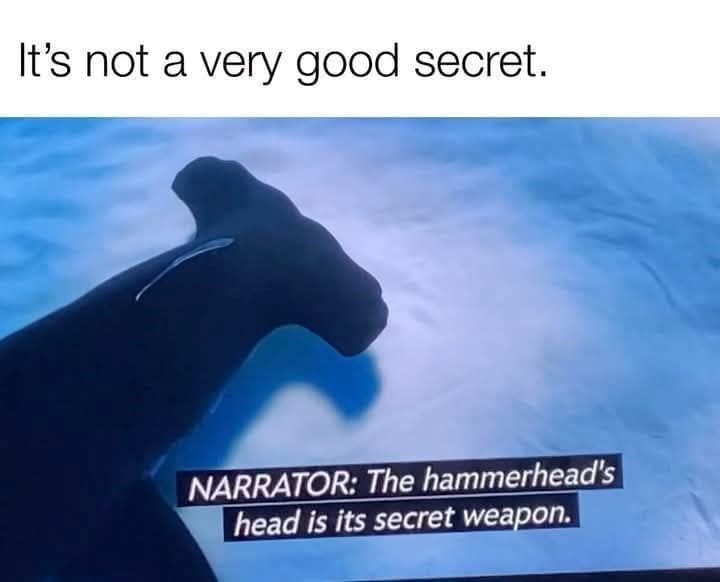 Screenshot of hammerhead shark with narrator calling its head a secret weapon