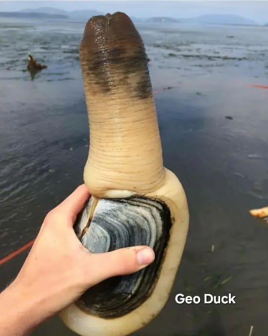 Person holding large geoduck clam shaped like a bizarre sea creature