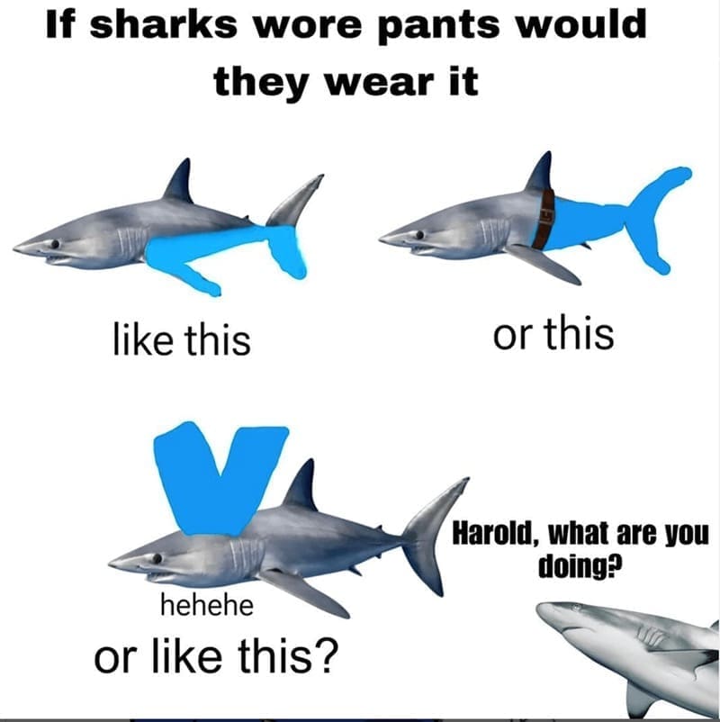 Three sharks modeled wearing pants in different hilarious configurations