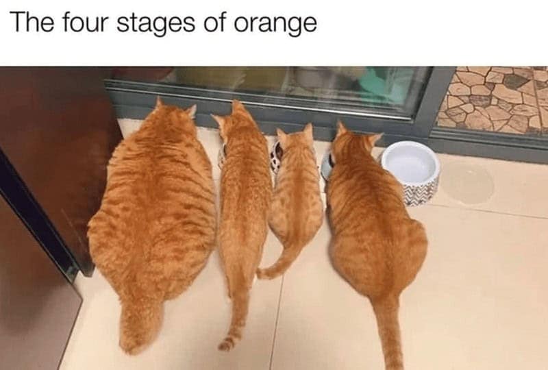 orange cat memes, cat memes, ginger cat memes, cat memes, funny cat memes, viral cat memes, group chat memes, Garfield memes, orange tabby, feline chaos, trending cat memes, ginger kitty, cat owner jokes, pet memes, animal memes, cat personality, zoomies memes, nap king, cat chaos, cute cat memes, cartoon cat memes