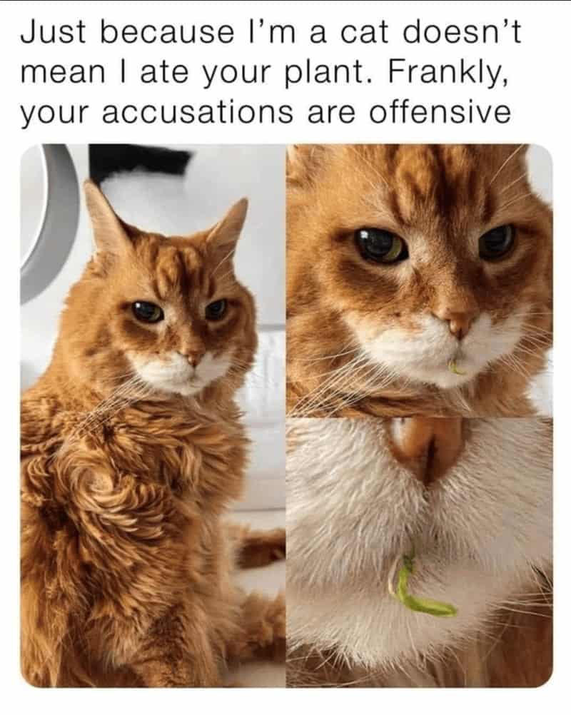 orange cat memes, cat memes, ginger cat memes, cat memes, funny cat memes, viral cat memes, group chat memes, Garfield memes, orange tabby, feline chaos, trending cat memes, ginger kitty, cat owner jokes, pet memes, animal memes, cat personality, zoomies memes, nap king, cat chaos, cute cat memes, cartoon cat memes
