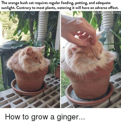 orange cat memes, cat memes, ginger cat memes, cat memes, funny cat memes, viral cat memes, group chat memes, Garfield memes, orange tabby, feline chaos, trending cat memes, ginger kitty, cat owner jokes, pet memes, animal memes, cat personality, zoomies memes, nap king, cat chaos, cute cat memes, cartoon cat memes