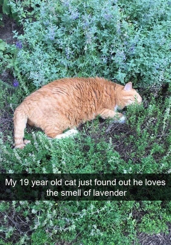 orange cat memes, cat memes, ginger cat memes, cat memes, funny cat memes, viral cat memes, group chat memes, Garfield memes, orange tabby, feline chaos, trending cat memes, ginger kitty, cat owner jokes, pet memes, animal memes, cat personality, zoomies memes, nap king, cat chaos, cute cat memes, cartoon cat memes