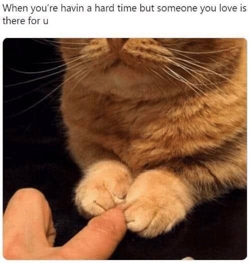 orange cat memes, cat memes, ginger cat memes, cat memes, funny cat memes, viral cat memes, group chat memes, Garfield memes, orange tabby, feline chaos, trending cat memes, ginger kitty, cat owner jokes, pet memes, animal memes, cat personality, zoomies memes, nap king, cat chaos, cute cat memes, cartoon cat memes