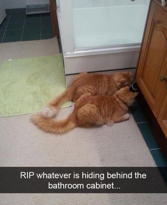 orange cat memes, cat memes, ginger cat memes, cat memes, funny cat memes, viral cat memes, group chat memes, Garfield memes, orange tabby, feline chaos, trending cat memes, ginger kitty, cat owner jokes, pet memes, animal memes, cat personality, zoomies memes, nap king, cat chaos, cute cat memes, cartoon cat memes