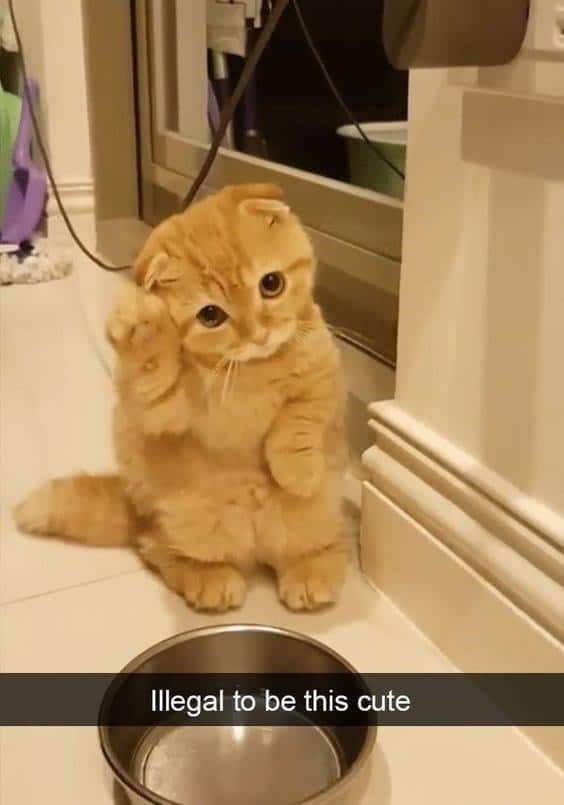 orange cat memes, cat memes, ginger cat memes, cat memes, funny cat memes, viral cat memes, group chat memes, Garfield memes, orange tabby, feline chaos, trending cat memes, ginger kitty, cat owner jokes, pet memes, animal memes, cat personality, zoomies memes, nap king, cat chaos, cute cat memes, cartoon cat memes