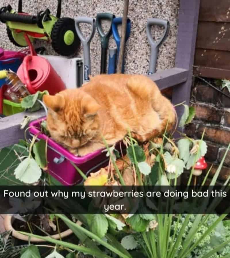 orange cat memes, cat memes, ginger cat memes, cat memes, funny cat memes, viral cat memes, group chat memes, Garfield memes, orange tabby, feline chaos, trending cat memes, ginger kitty, cat owner jokes, pet memes, animal memes, cat personality, zoomies memes, nap king, cat chaos, cute cat memes, cartoon cat memes
