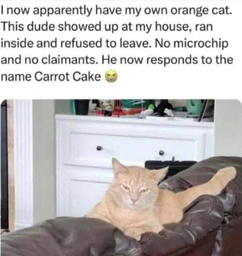 orange cat memes, cat memes, ginger cat memes, cat memes, funny cat memes, viral cat memes, group chat memes, Garfield memes, orange tabby, feline chaos, trending cat memes, ginger kitty, cat owner jokes, pet memes, animal memes, cat personality, zoomies memes, nap king, cat chaos, cute cat memes, cartoon cat memes