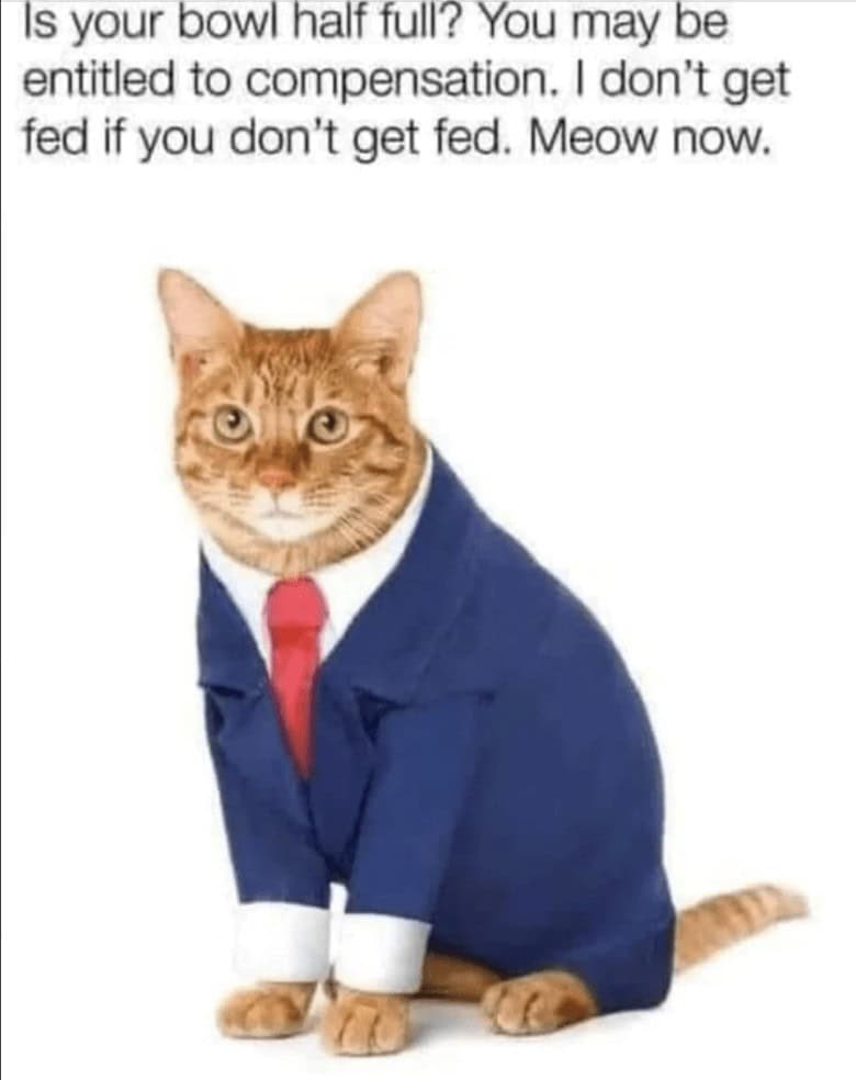orange cat memes, cat memes, ginger cat memes, cat memes, funny cat memes, viral cat memes, group chat memes, Garfield memes, orange tabby, feline chaos, trending cat memes, ginger kitty, cat owner jokes, pet memes, animal memes, cat personality, zoomies memes, nap king, cat chaos, cute cat memes, cartoon cat memes
