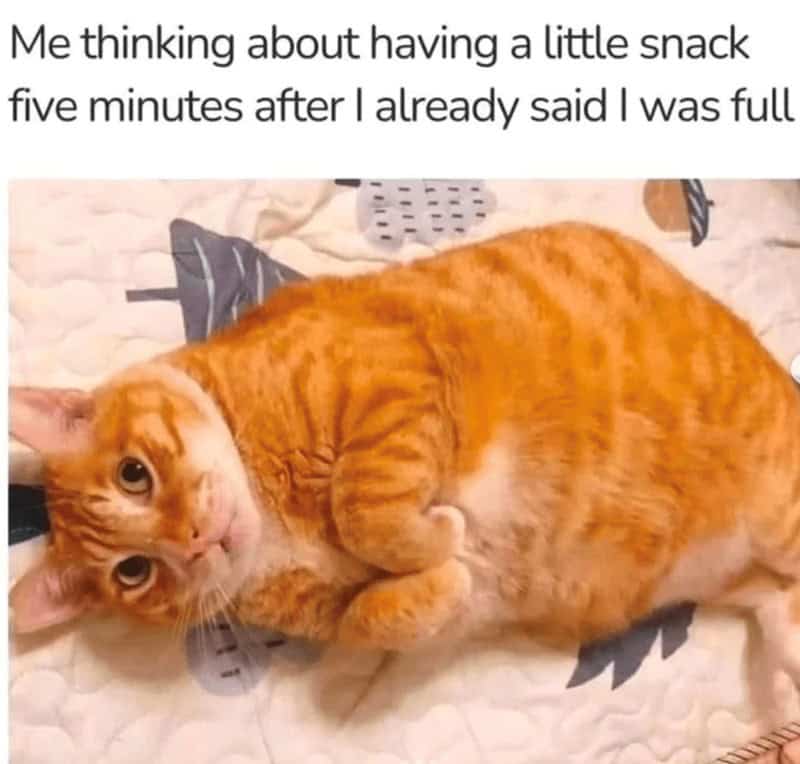 orange cat memes, cat memes, ginger cat memes, cat memes, funny cat memes, viral cat memes, group chat memes, Garfield memes, orange tabby, feline chaos, trending cat memes, ginger kitty, cat owner jokes, pet memes, animal memes, cat personality, zoomies memes, nap king, cat chaos, cute cat memes, cartoon cat memes
