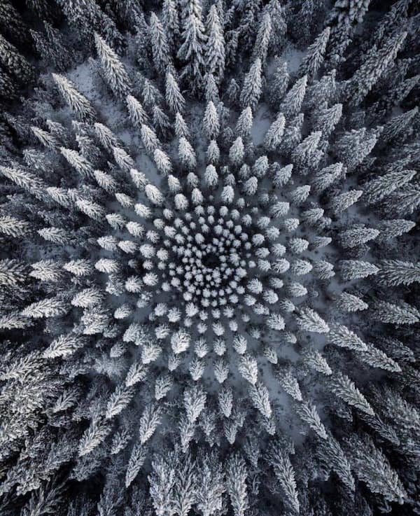 Satisfying photo from above, showing snow-dusted pine trees perfectly arranged in a mesmerizing spiral pattern, creating a soothing, fractal-like effect.