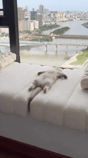 sleepy animals, grumpy animals, cute animals, funny animal pictures, baby animal pictures, sleepy pet memes, animal yawns, cozy animals, drowsy animals, cute pet photos, relaxation memes, nap time animals, sloth memes, kitten pictures, puppy memes, pet memes, adorable animals, sleepy pet pictures, restful memes, nap memes