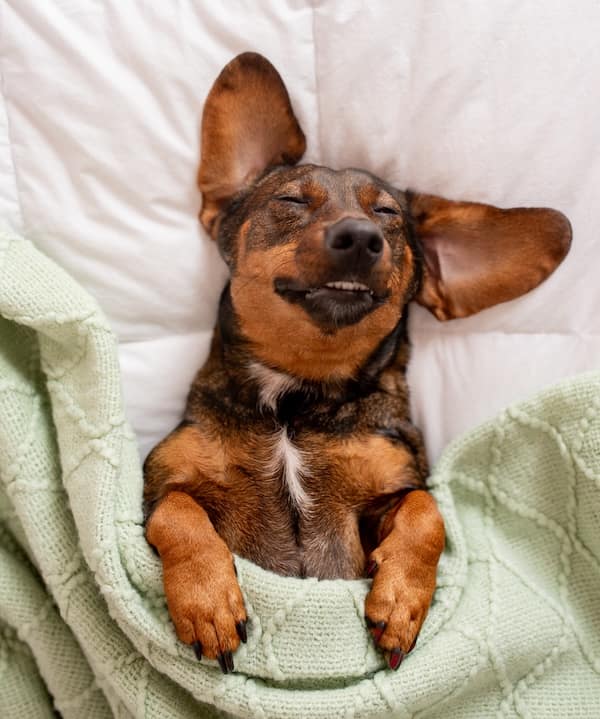 sleepy animals, grumpy animals, cute animals, funny animal pictures, baby animal pictures, sleepy pet memes, animal yawns, cozy animals, drowsy animals, cute pet photos, relaxation memes, nap time animals, sloth memes, kitten pictures, puppy memes, pet memes, adorable animals, sleepy pet pictures, restful memes, nap memes