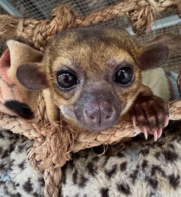 sleepy animals, grumpy animals, cute animals, funny animal pictures, baby animal pictures, sleepy pet memes, animal yawns, cozy animals, drowsy animals, cute pet photos, relaxation memes, nap time animals, sloth memes, kitten pictures, puppy memes, pet memes, adorable animals, sleepy pet pictures, restful memes, nap memes