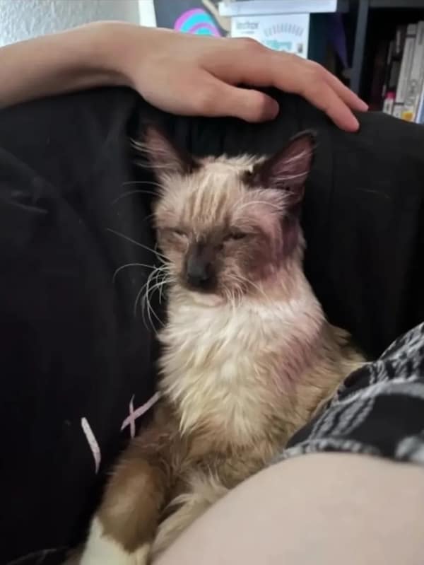 sleepy animals, grumpy animals, cute animals, funny animal pictures, baby animal pictures, sleepy pet memes, animal yawns, cozy animals, drowsy animals, cute pet photos, relaxation memes, nap time animals, sloth memes, kitten pictures, puppy memes, pet memes, adorable animals, sleepy pet pictures, restful memes, nap memes