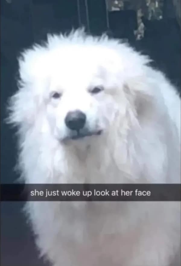 sleepy animals, grumpy animals, cute animals, funny animal pictures, baby animal pictures, sleepy pet memes, animal yawns, cozy animals, drowsy animals, cute pet photos, relaxation memes, nap time animals, sloth memes, kitten pictures, puppy memes, pet memes, adorable animals, sleepy pet pictures, restful memes, nap memes