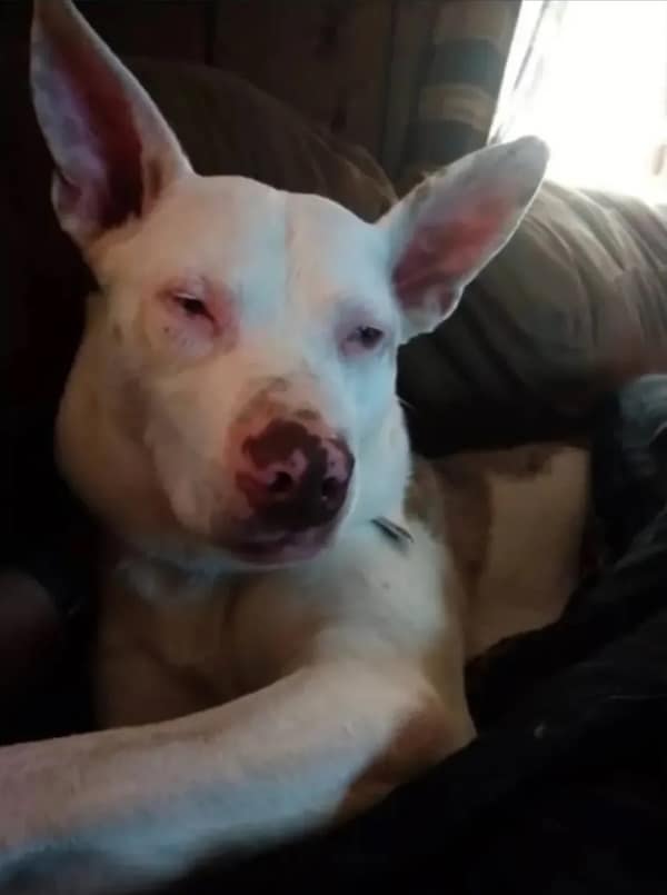 sleepy animals, grumpy animals, cute animals, funny animal pictures, baby animal pictures, sleepy pet memes, animal yawns, cozy animals, drowsy animals, cute pet photos, relaxation memes, nap time animals, sloth memes, kitten pictures, puppy memes, pet memes, adorable animals, sleepy pet pictures, restful memes, nap memes