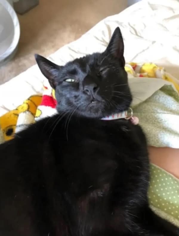 sleepy animals, grumpy animals, cute animals, funny animal pictures, baby animal pictures, sleepy pet memes, animal yawns, cozy animals, drowsy animals, cute pet photos, relaxation memes, nap time animals, sloth memes, kitten pictures, puppy memes, pet memes, adorable animals, sleepy pet pictures, restful memes, nap memes