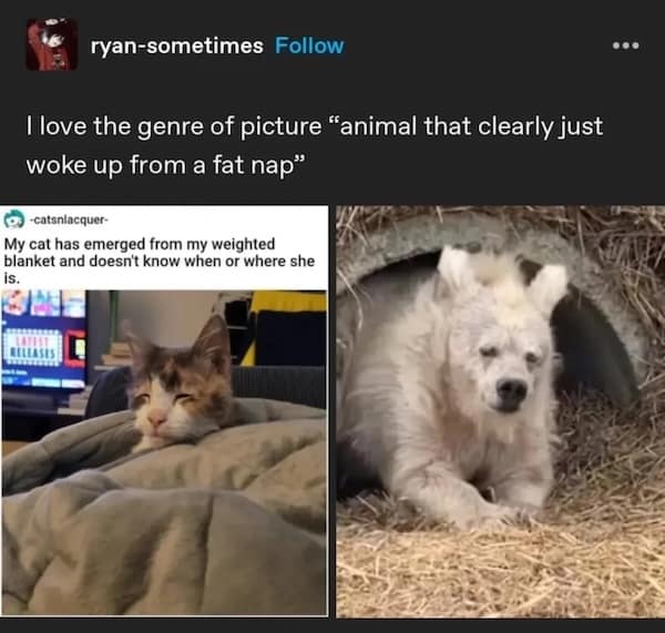 sleepy animals, grumpy animals, cute animals, funny animal pictures, baby animal pictures, sleepy pet memes, animal yawns, cozy animals, drowsy animals, cute pet photos, relaxation memes, nap time animals, sloth memes, kitten pictures, puppy memes, pet memes, adorable animals, sleepy pet pictures, restful memes, nap memes