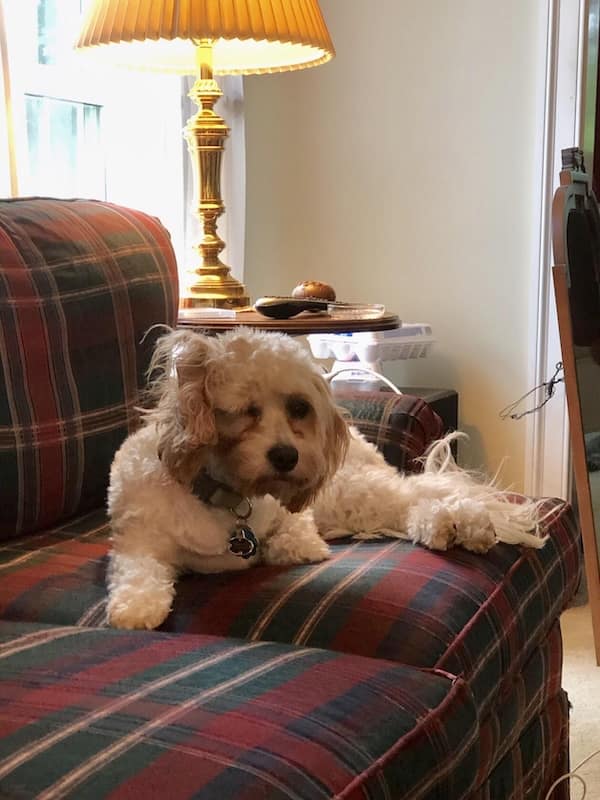 sleepy animals, grumpy animals, cute animals, funny animal pictures, baby animal pictures, sleepy pet memes, animal yawns, cozy animals, drowsy animals, cute pet photos, relaxation memes, nap time animals, sloth memes, kitten pictures, puppy memes, pet memes, adorable animals, sleepy pet pictures, restful memes, nap memes