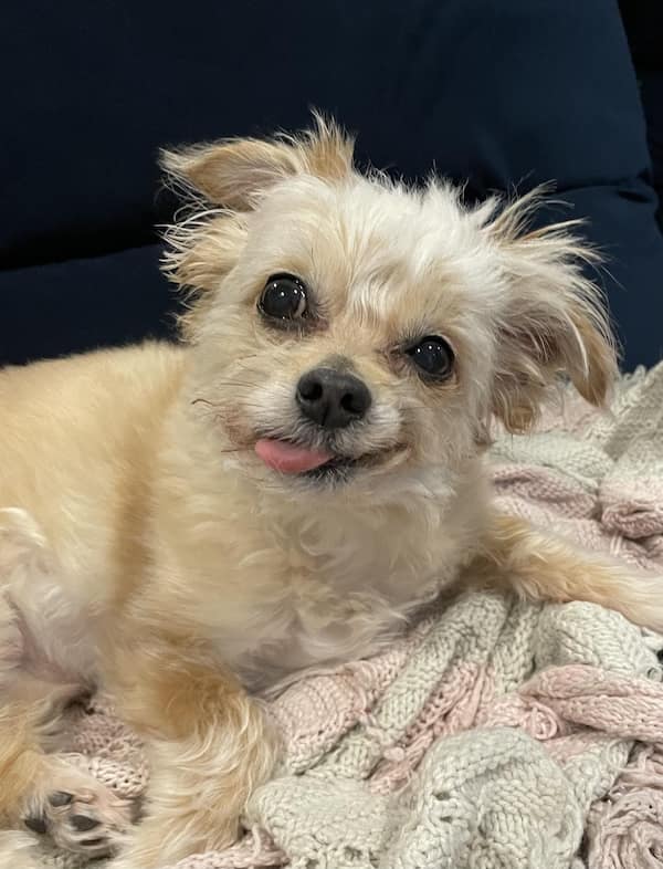 sleepy animals, grumpy animals, cute animals, funny animal pictures, baby animal pictures, sleepy pet memes, animal yawns, cozy animals, drowsy animals, cute pet photos, relaxation memes, nap time animals, sloth memes, kitten pictures, puppy memes, pet memes, adorable animals, sleepy pet pictures, restful memes, nap memes