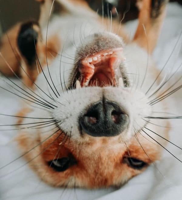 sleepy animals, grumpy animals, cute animals, funny animal pictures, baby animal pictures, sleepy pet memes, animal yawns, cozy animals, drowsy animals, cute pet photos, relaxation memes, nap time animals, sloth memes, kitten pictures, puppy memes, pet memes, adorable animals, sleepy pet pictures, restful memes, nap memes