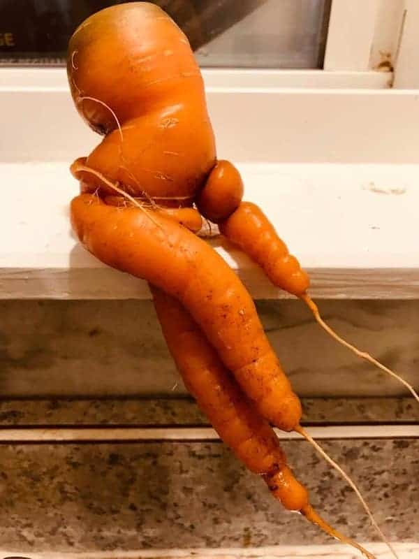 Carrot shaped like a sitting human.