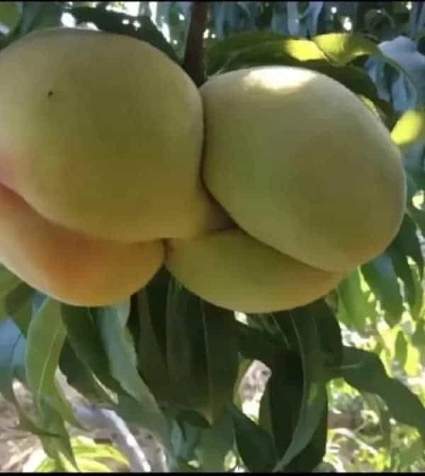 Peach resembling a human butt.