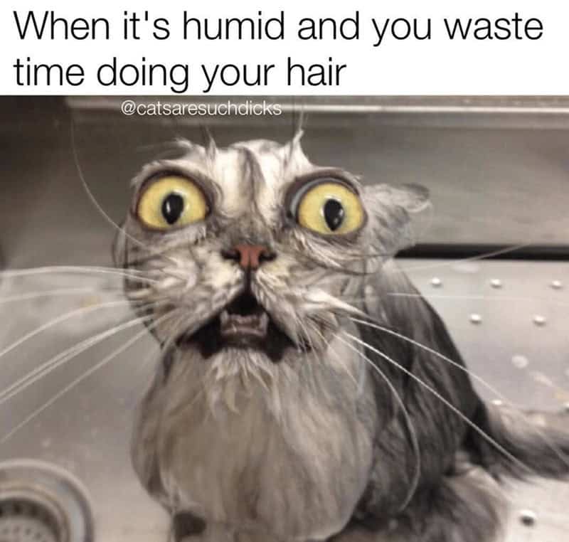 summer memes, humidity memes, heat wave memes, hot weather memes, beach memes, pool day memes, sunburn memes, dog days memes, AC meme, ice cream memes, sweltering memes, sweat memes, air conditioning memes, sun hat memes, summer style memes, summer survival memes, outdoor memes, sunstroke memes, sprinkler memes, lemonade memes