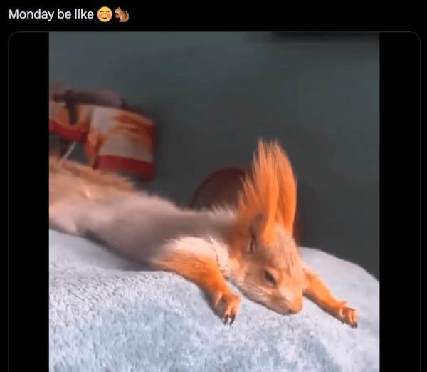 Tired squirrel lying flat on bed with “Monday mood” caption