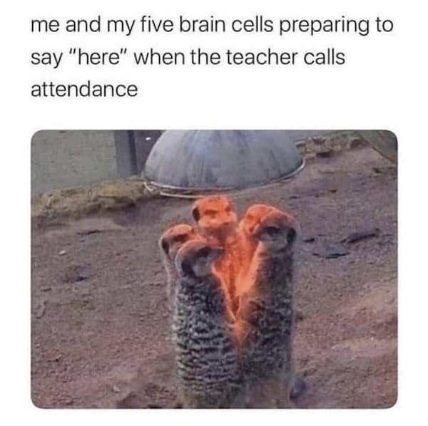 Five meerkats huddled together under a heat lamp with funny school meme caption