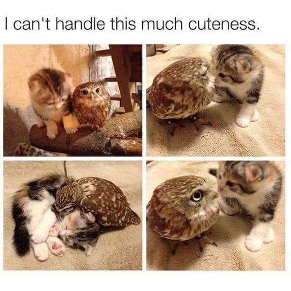 Kitten and owl cuddling adorably in four-panel meme collage