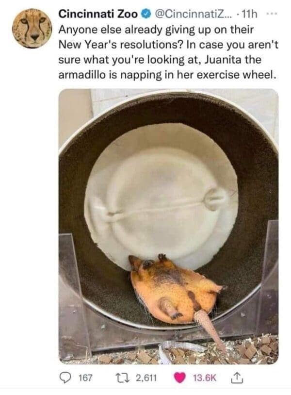 Armadillo napping in exercise wheel with New Year’s resolution meme