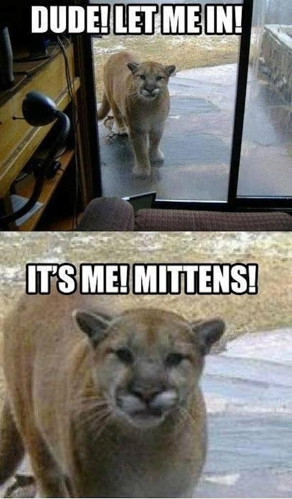 Mountain lion outside sliding glass door with meme text