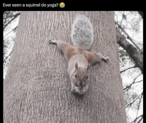 Squirrel clinging to a tree in a wide-legged pose like yoga