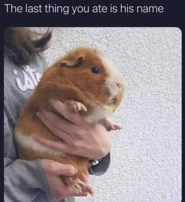 Chubby guinea pig being held with meme text about food names