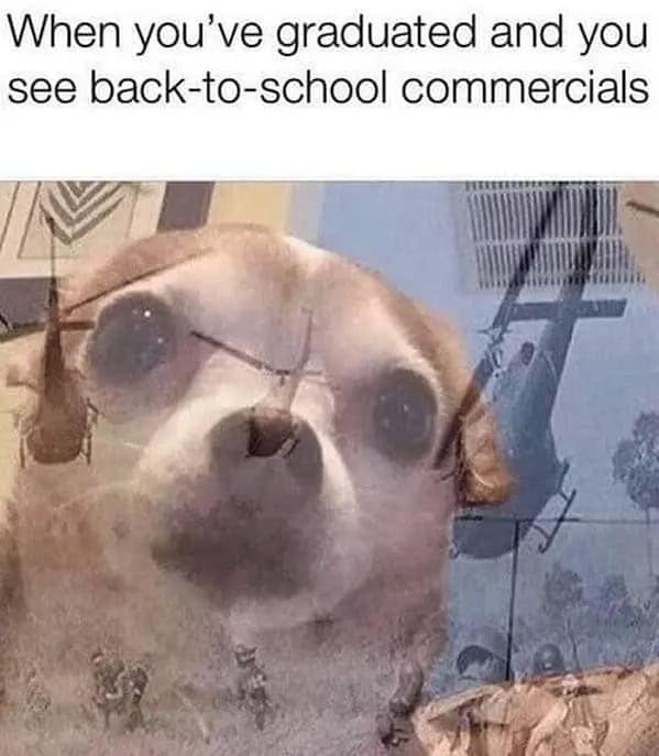 Wide-eyed chihuahua with war-scene overlay—graduated yet still haunted, as back to school memes joke.