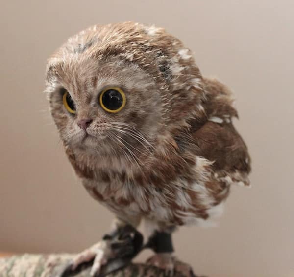 A funny photoshop edit of a small brown owl with a kitten's face.
