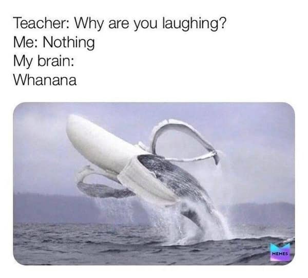 A "my brain" meme showing a whale photoshopped to be peeled open like a banana.