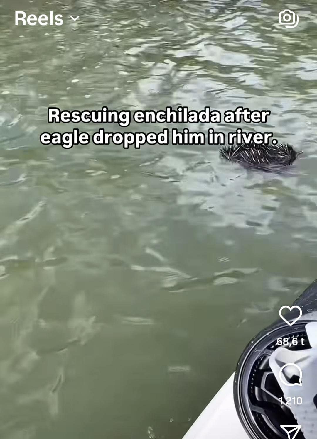 A video caption reads: “Rescuing enchilada after eagle dropped him in river,” with an animal floating in the water.