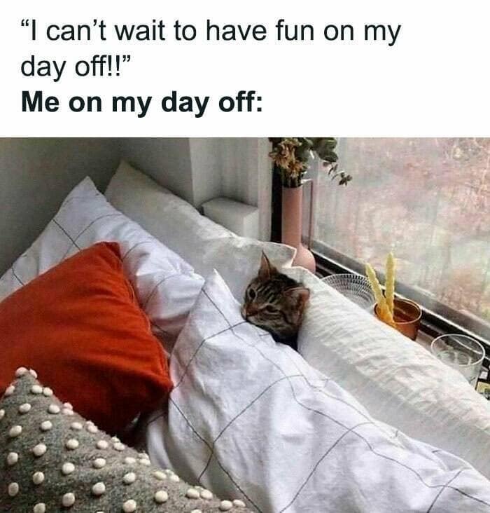 A meme of a cat buried in pillows, representing a day off.