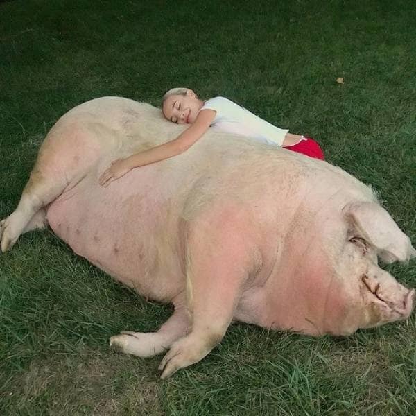 A girl peacefully resting on the back of an enormous pig lying on the grass.