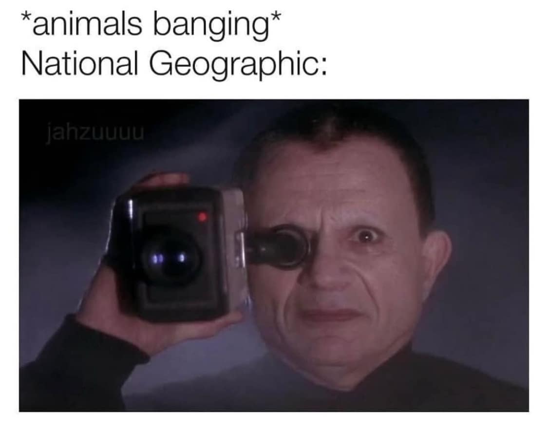 Man staring through a camcorder with caption “animals banging National Geographic:”.