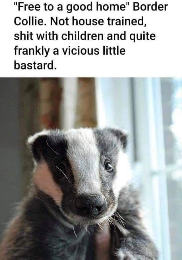 Close-up of a badger miscaptioned as a free-to-good-home Border Collie with rude notes.