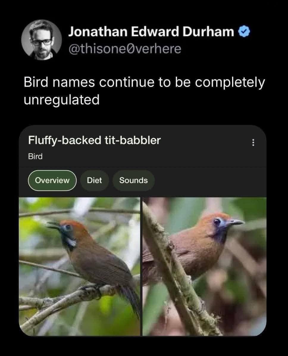 tweet about wild bird names with screenshots of the “Fluffy-backed tit-babbler”