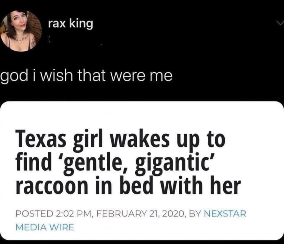 Tweet wishing to be the Texas girl who found a “gentle, gigantic” raccoon in bed.