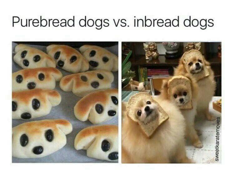 classic memes comparison of “purebread” dog-shaped buns vs “inbread” dogs wearing slices of bread